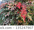 Scenery of a Nandina tree with bright red berries 135247907
