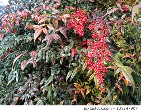 一棵結滿鮮紅漿果的南天竹樹,景色宜人。 一棵結滿鮮紅漿果的南天竹樹,景色宜人。 135247907