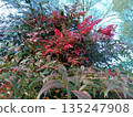 Scenery of a Nandina tree with bright red berries 135247908
