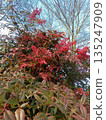 Scenery of a Nandina tree with bright red berries 135247909