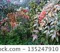 Scenery of a Nandina tree with bright red berries 135247910