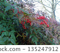 Scenery of a Nandina tree with bright red berries 135247912