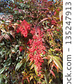 Scenery of a Nandina tree with bright red berries 135247913