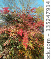 Scenery of a Nandina tree with bright red berries 135247914