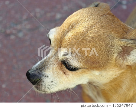 Chihuahua with attentive stance, Side profile of cautious small Chihuahua with attentive stance, Side profile of cautious small 135247947