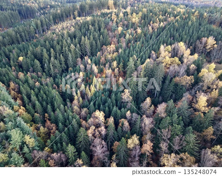 mixed woodland with diverse colors, vivid forest scene showcasing varied foliage and ecological layers mixed woodland with diverse colors, vivid forest scene showcasing varied foliage and ecological layers 135248074