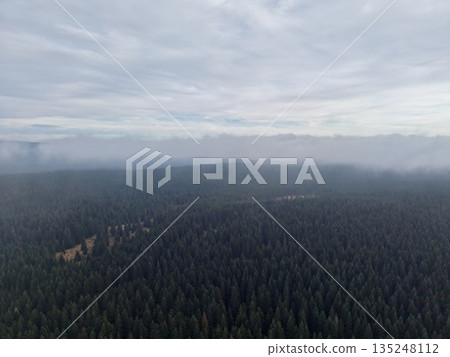 skyward forest with open patches, endless canopy overhead with faint paths and remote open areas 135248112