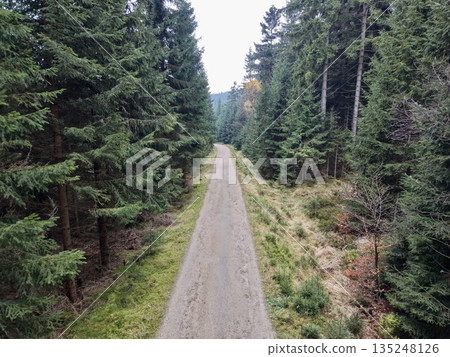 serene trail among towering pines, scenic forest track shaded by ancient pine trees and vibrant greenery serene trail among towering pines, scenic forest track shaded by ancient pine trees and vibrant greenery 135248126