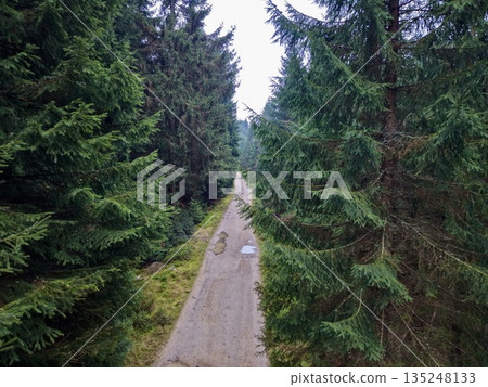 quiet walk amid towering green giants, solitary journey through dense mosscovered forest floor 135248133