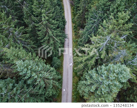 elevated forest scene with trail, overhead perspective highlighting dense greenery and winding trail 135248134