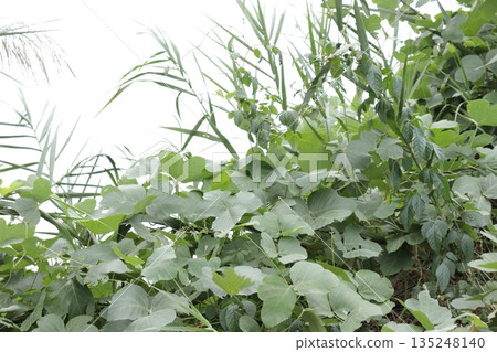 A photo of overgrown weeds A photo of overgrown weeds 135248140