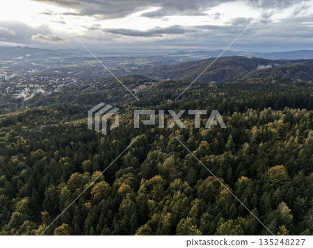 Lush Forest Pathway, Lush Treetop Cover Uncovers Secluded Trail With Textured Plants And Mossy Ground 135248227