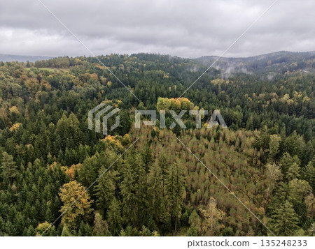 Clouded Forest Pathway With Varied Animals, Misty Treeline Route Hosting Diverse Fauna Beneath Cloudy Sky Clouded Forest Pathway With Varied Animals, Misty Treeline Route Hosting Diverse Fauna Beneath Cloudy Sky 135248233