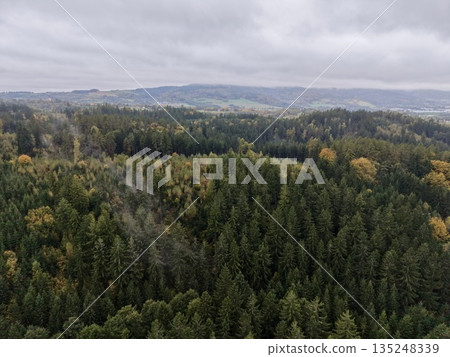Lush Coniferous Terrain Under Sky, Rich Green Conifer Reserve With Consistent Canopy And Gentle Slopes 135248339