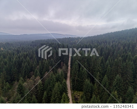 Trail Cutting Through Dense Woodland Trees, Serene Forest Pathway Beneath Overcast Grey Sky 135248341
