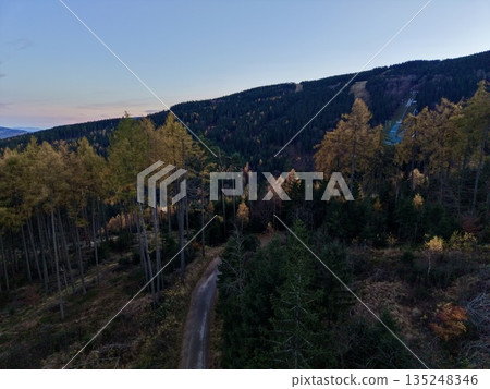 Peaceful Woodland Trail Winding Past Slender Birch Trees Illuminated By Fading Sunset Light 135248346