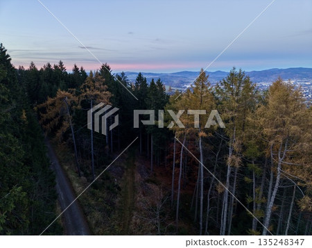 Evening Horizon Seen Through Forest Canopy With Urban Glow And Natural Environment Contrast 135248347