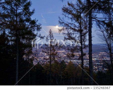 Serene Viewpoint Where Towering Pines Meet Shimmering Urban Illumination During Evening Hours 135248367