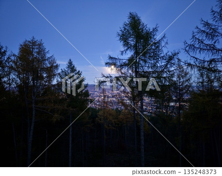 Serene Nocturnal Pine Woodland With Mist, Silent Moonlit Pine Grove Enveloped In Mist And Calmness Serene Nocturnal Pine Woodland With Mist, Silent Moonlit Pine Grove Enveloped In Mist And Calmness 135248373