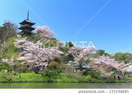 [Kanagawa Prefecture] Sankeien Garden's three-story pagoda and cherry blossoms in full bloom on a clear day 135248695