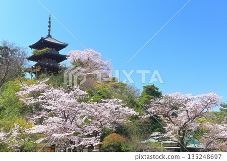 【神奈川縣】晴朗的日子裡,三溪園的三重塔和盛開的櫻花 【神奈川縣】晴朗的日子裡,三溪園的三重塔和盛開的櫻花 135248697
