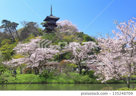 [Kanagawa Prefecture] Sankeien Garden's three-story pagoda and cherry blossoms in full bloom on a clear day 135248709