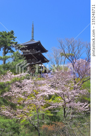 【神奈川縣】晴朗的日子裡,三溪園的三重塔和盛開的櫻花 【神奈川縣】晴朗的日子裡,三溪園的三重塔和盛開的櫻花 135248711
