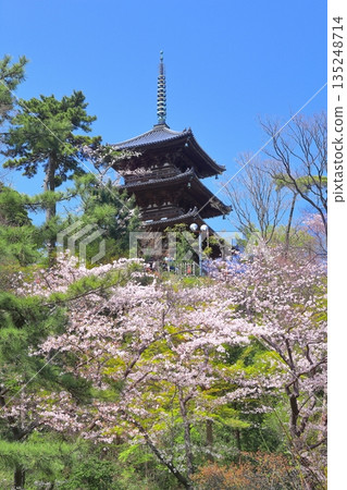 [Kanagawa Prefecture] Sankeien Garden's three-story pagoda and cherry blossoms in full bloom on a clear day 135248714