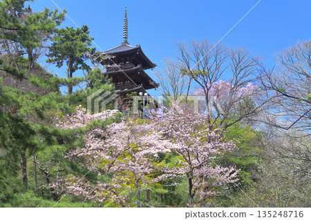 [Kanagawa Prefecture] Sankeien Garden's three-story pagoda and cherry blossoms in full bloom on a clear day 135248716