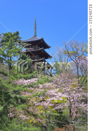 [Kanagawa Prefecture] Sankeien Garden's three-story pagoda and cherry blossoms in full bloom on a clear day 135248718