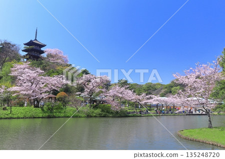[Kanagawa Prefecture] Sankeien Garden's three-story pagoda and cherry blossoms in full bloom on a clear day 135248720