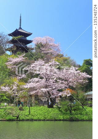 [Kanagawa Prefecture] Sankeien Garden's three-story pagoda and cherry blossoms in full bloom on a clear day 135248724