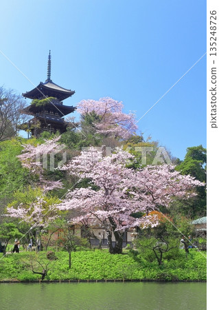 [Kanagawa Prefecture] Sankeien Garden's three-story pagoda and cherry blossoms in full bloom on a clear day 135248726