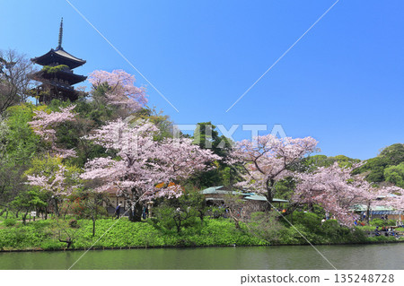 【神奈川縣】晴朗的日子裡，三溪園的三重塔和盛開的櫻花 135248728