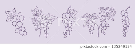 Outline Currant Botanical Hand-Drawn Set. Branches with Berries and Leaf. Isolated Line Art Minimalist Floral Elements. Vector illustration Not AI Outline Currant Botanical Hand-Drawn Set. Branches with Berries and Leaf. Isolated Line Art Minimalist Floral Elements. Vector illustration Not AI 135249154