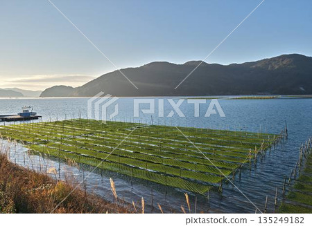 三重縣海域的海藻養殖場和晨光 135249182