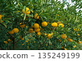 Mandarins growing in Shizuoka orchards 135249199