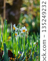 公園裡盛開的水仙花 135249232