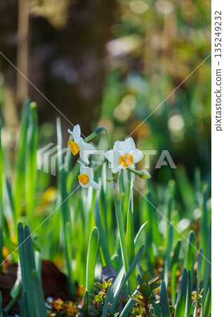 公園裡盛開的水仙花 公園裡盛開的水仙花 135249232