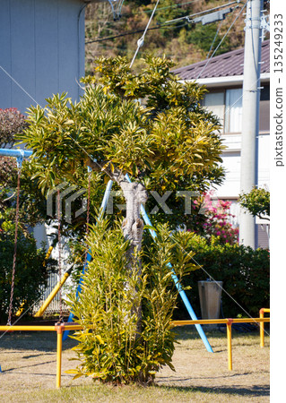 公園裡的枇杷樹 公園裡的枇杷樹 135249233