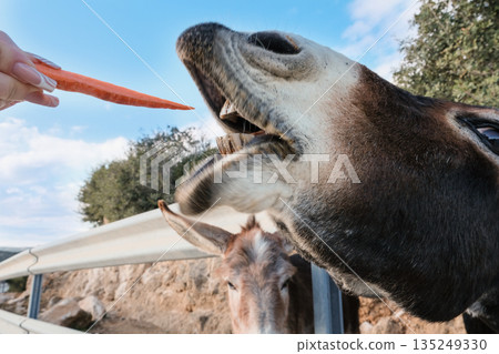 Wild Cypriot donkeys being fed carrots by tourists on the Karpas Peninsula in Cyprus, Wild Cypriot donkeys being fed carrots by tourists on the Karpas Peninsula in Cyprus, 135249330