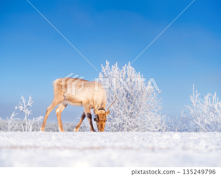 Reindeer on the field. Northern wilderness. Animals beyond the Arctic Circle. 135249796