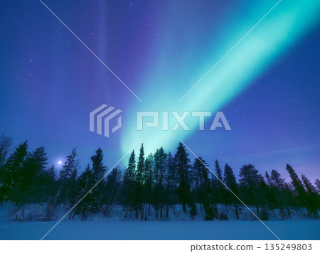 Magical Aurora Borealis dancing over a snowy winter forest in Scandinavia.  135249803
