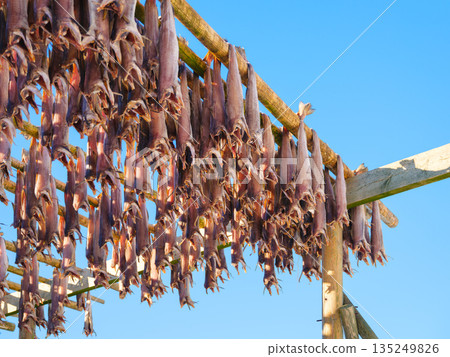 Traditional stockfish drying on wooden racks against a clear blue sky in Lofoten, Norway. 135249826