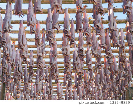 Traditional stockfish drying on wooden racks against a clear blue sky in Lofoten, Norway.  135249829