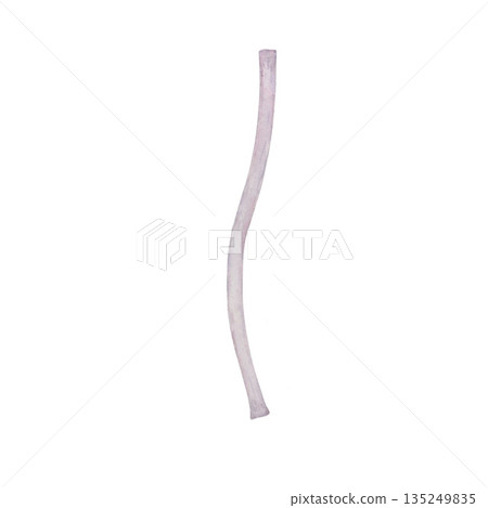Hand-painted watercolor clematis stem on a white background. For printing on cards, textiles, and tableware 135249835
