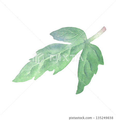 Clematis leaves painted in watercolor on a white background. Suitable for printing on postcards, textiles, tableware 135249838