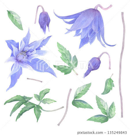A set of watercolor elements. Flowers, buds, and clematis leaves, hand-painted. Perfect for cards, invitations, tableware, home textiles, and clothing A set of watercolor elements. Flowers, buds, and clematis leaves, hand-painted. Perfect for cards, invitations, tableware, home textiles, and clothing 135249843
