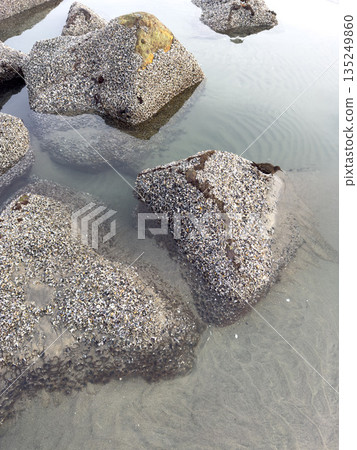A closeup shot of mussels on coastal rocks during low tide A closeup shot of mussels on coastal rocks during low tide 135249860