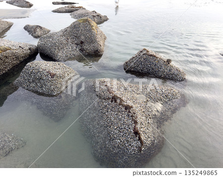 A closeup shot of mussels on coastal rocks during low tide 135249865